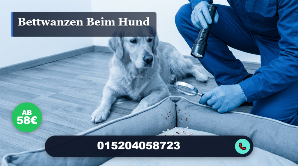 bettwanzen beim hund