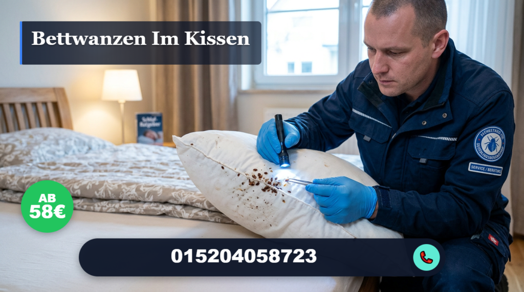bettwanzen im kissen